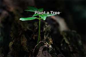 Plant a tree